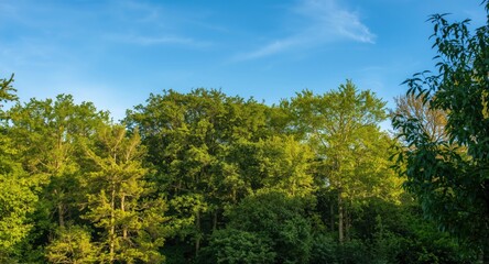 Obraz premium Harmonious Green Woodland View with Mixed Tree Species