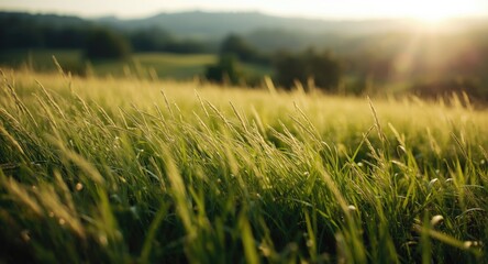 Focused meadow grass in summer with out of focus scenic background