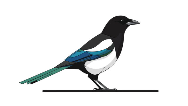 Illustration of a magpie standing on a black line against a white background with vibrant blue and green tail feathers.