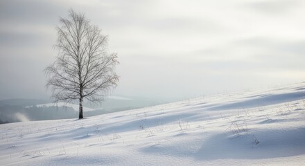 Lone bare tree standing on a snow-covered hill under a bright, hazy sky.
