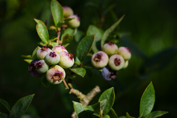 Unripe blueberries sway in the wind in a close-up shot. Contrasting green and bluish tones highlight the freshness and natural beauty of the plant.