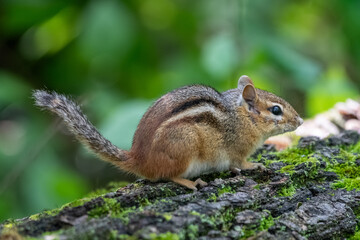 Fototapeta premium An eastern chipmunk with perching on a moss-covered log in a forest