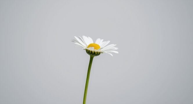 Delicate white daisy blossom standing singularly on a plain backdrop with slender stem side shot