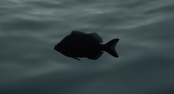 Black seabream silhouette in Atlantic waters framed by a flat grey background