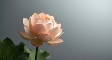 Fototapeta premium Artful paper lotus flower with tiered peach and cream petals and accompanying green leaves set against a calm gray background