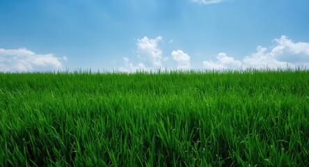 Obraz premium Elevated aerial shot of lush thick green hair grass layer