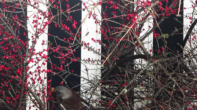 Fieldfare bird eating red winter berries