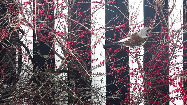 Fieldfare bird eating red berries on a branch
