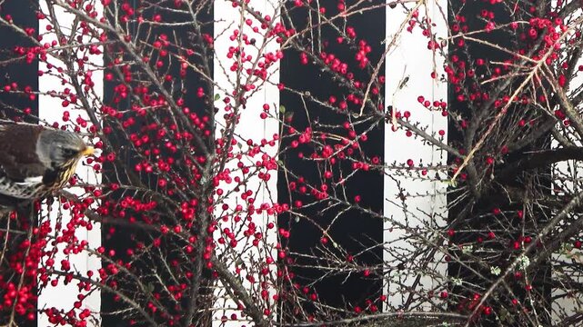 Fieldfare thrush eating red cotoneaster berries in winter