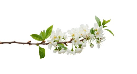 Isolated white blossom of an orange tree branch on solid white background