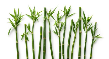 Obraz premium Fresh Green Bamboo Group on Sturdy White Background for Botanical Design Projects