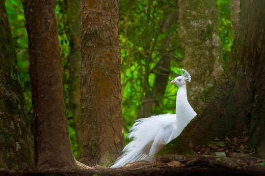 Majestic White Peacock in the Wild: Rare Leucistic Peafowl Standing in a Lush Forest