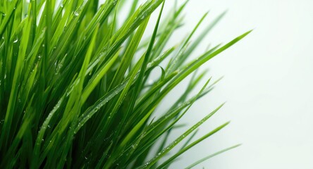Naklejka premium lush green grass blade texture illuminated by high key lighting with copy space