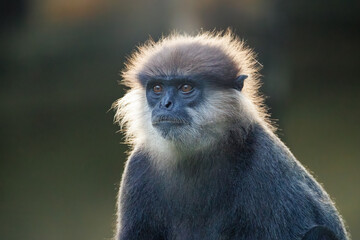 Obraz premium close up of a young baboon