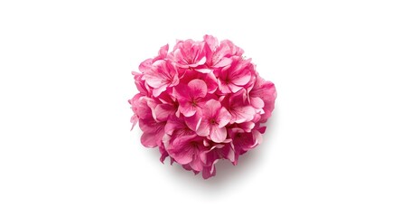 Fototapeta premium Group of pink blooms captured on a solid white background