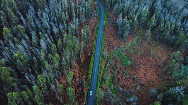 Aerial top down static shot of a car driving through the woods in Lombada dos Marinheiros near Ponta do Pargo, bird's eye view of a forest road and water channel in West Madeira, cinematic.