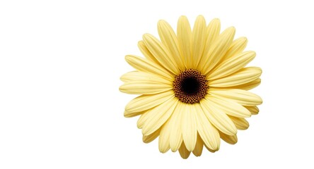 Isolated Transvaal daisy flower detail over plain white setting