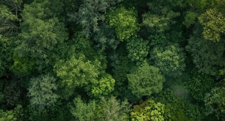Aerial perspective of a thick woodland showcasing terrestrial plants and vibrant lush greenery