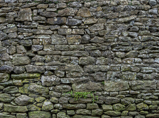 Obraz premium Aged Countryside Stone Wall with Organic Growth