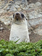 Antarctic fur sealing grass , Southern ocean, South Georgia 