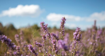Obraz premium Gentle breeze moves vibrant lavender heather flowers in sunny landscape