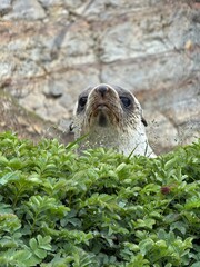 Antarctic fur sealing grass , Southern ocean, South Georgia 