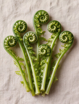 Group of curled fern fiddleheads on white rustic wood