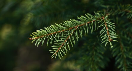 Green holiday bio concept in close up highlighting fir tree branch details and nature