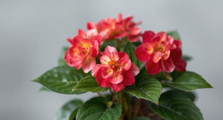 Obraz premium Begonia semperflorens thriving with vibrant petals and fuss-free care