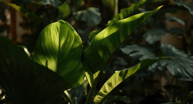 Evening light streaming through exotic tropical alocasia odora leaves in a vibrant home jungle