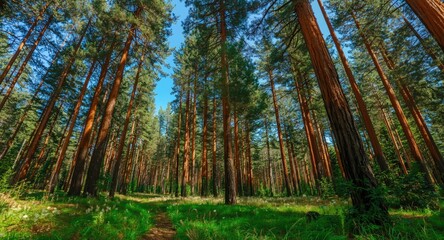 Fototapeta premium Looking up among tall, vibrant pine trees in a peaceful forest