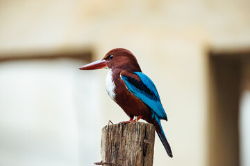 kingfisher on branch