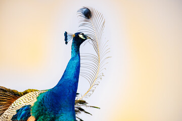 peacock with feathers