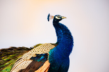 peacock with feathers