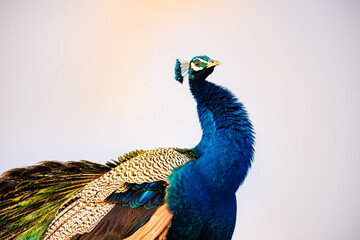 peacock with feathers