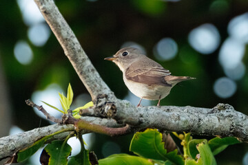 Fototapeta premium robin on a branch