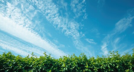 Obraz premium Expansive sky with scattered clouds surrounded by thick leafy growth