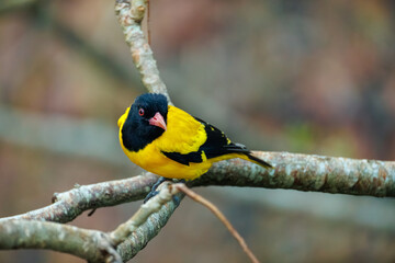 great tit on a branch
