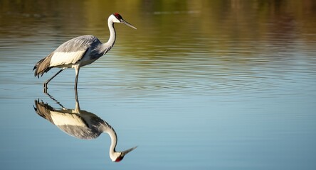 Fototapeta premium Demoiselle Crane reflected in still water with soft natural light