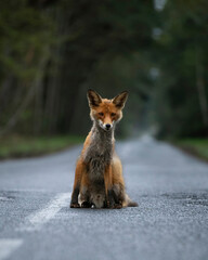 fox on the road