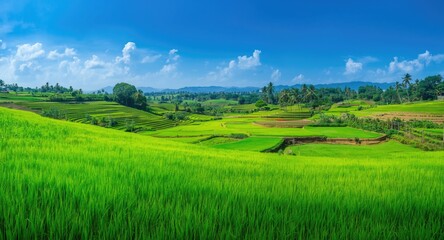 Obraz premium Green farmland interspersed with productive rice paddy zones