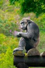 Fototapeta premium Thoughtful Common Chimpanzee: Profile of an Adult Chimp Perched on Wood with Lush Forest Background