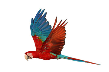 Colorful flying Green Wing Macaw parrot isolated on transparent background png file	