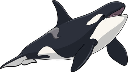 Obraz premium Powerful orca whale leaping with open mouth illustration