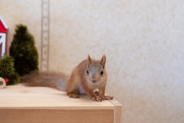 Curious squirrel play at home tame a squirrel