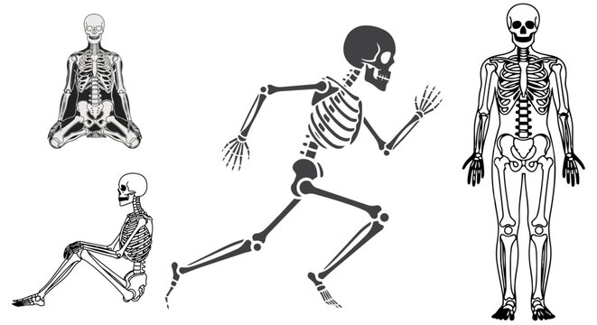 Human skeleton poses vector set &ndash; sitting, running and standing anatomy illustrations