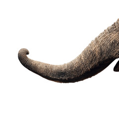Obraz premium Elephant Trunk: An up-close view of a textured elephant trunk, its tip curled elegantly, showcasing the animal's unique feature.