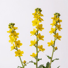 Yellow Verbascum flower stalks on a white background