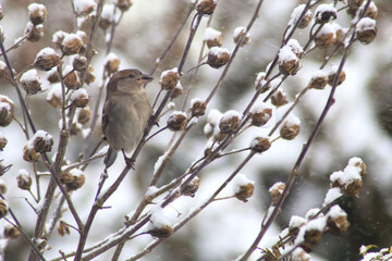 House Sparrow (Passer domesticus) calling with open beak on snowy branch with seed pods, winter wildlife, bird behavior, cold nature background.