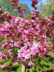 Fototapeta premium Pink spring blossoms covering tree branches under bright sunlight with green park background and blue sky. Image represents abundance, vitality, joy of spring and flourishing nature
